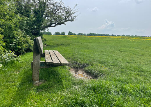 The Staxton Bench at Beverley Westwood.