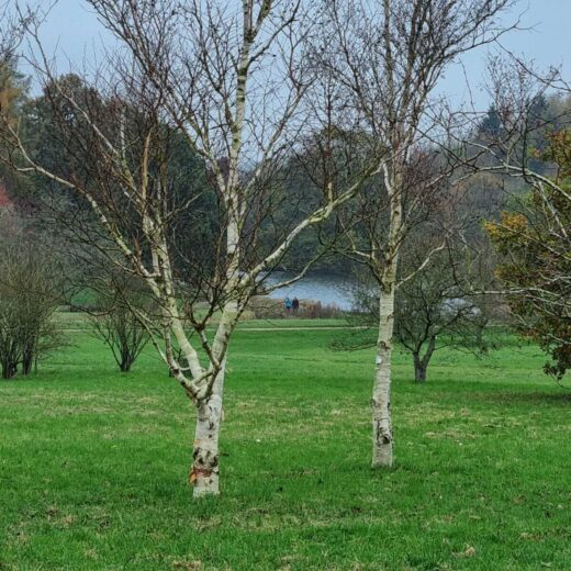 Trees at the Yorkshire Arboretum