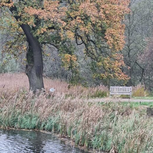 Our lakeside bench at the Yorkshire Arboretum