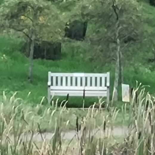 Our old bench at the Yorkshire Arboretum