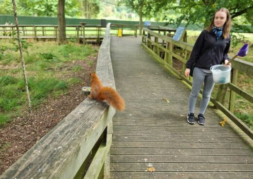 Feeding the red squirel at the Yorshire Arboretum