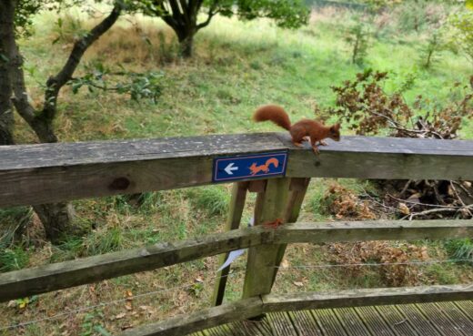 The red squirel project at the Yorshire Arboretum