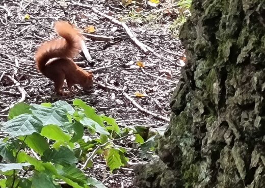 The red squirel at the Yorshire Arboretum