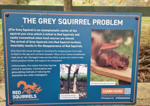 Signage regarding the grey squirel at the Yorshire Arboretum